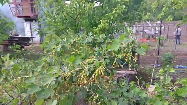 Йошта- супер полезная ягода смотреть онлайн