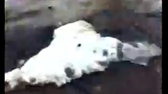 Ловля щуки руками. смотреть онлайн