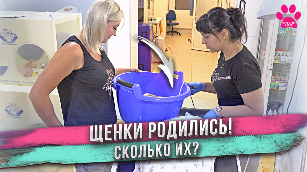 Целый тазик щенков! Их очень много! Милли поставила рекорд года! смотреть онлайн