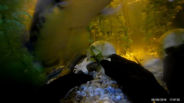 Змееголов и караси подводная съёмка смотреть онлайн