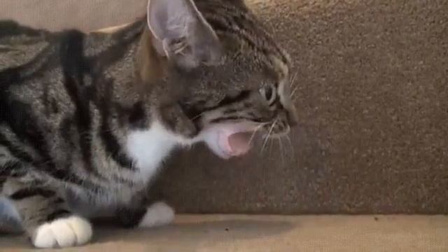 Ах ты ж хитрая колбаска! Кошка подавилась колбасой! смотреть онлайн