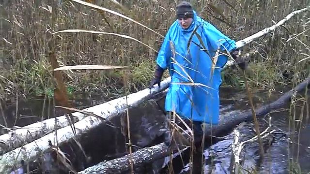Поход по Налибокской пуще, Беларусь, часть 9, пример перехода канала по поваленному дереву смотреть онлайн