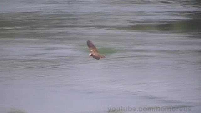 Western marsh harrier / Circus aeruginosus / Болотный лунь смотреть онлайн