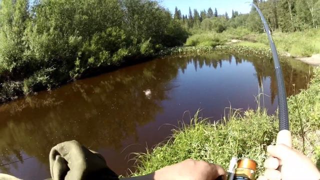 Ловля хариуса на таёжной реке крайнего севера в июльскую жару. хариус на спиннинг. тайга, трофей. смотреть онлайн