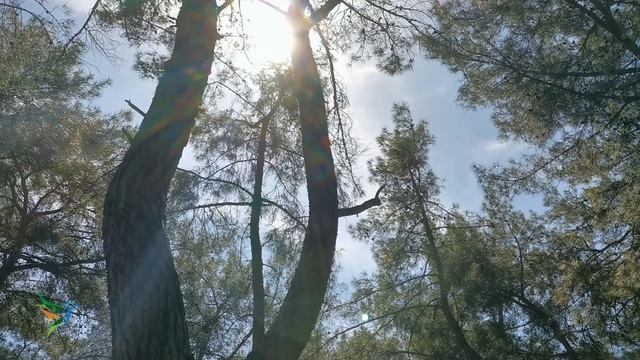 Утренняя Медитация - Создание идеального дня, Медитация утром под звуки природы смотреть онлайн