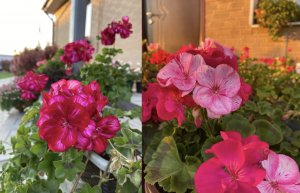 Пеларгония/подготовка к новому сезону/ флокс Шиловидный/ однолетники/??