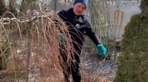 ЛИСТВЕННИЦА. ФОРМИРОВАНИЕ  КРОНЫ. ЛИСТВЕННИЦА ПЛАКУЧАЯ.