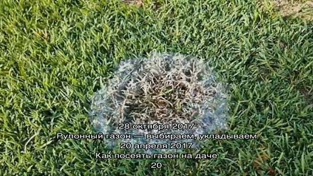 Плесень на газоне весной – что делать? смотреть онлайн
