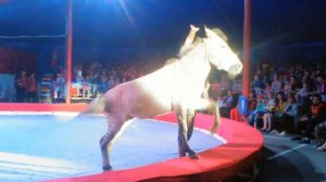 Цирк Никулина представляет "Шоу Владимира Дерябкина" в г.Рыбинск часть з