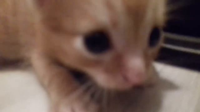Рыжий котёнок смотреть онлайн