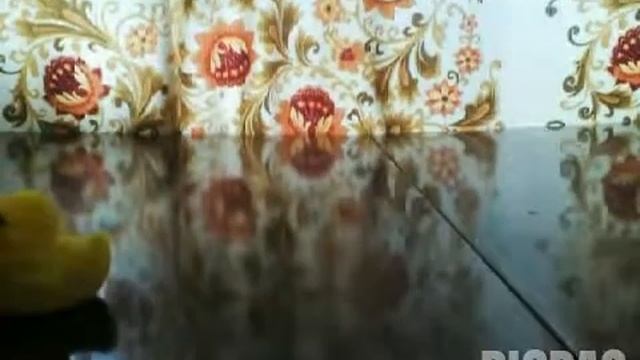 Танец маленьких утят #picpac #stopmotion смотреть онлайн