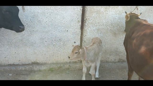 Andijon Viloyati Baliqchi Bozori Sigirlari.