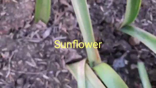 389🌿🥀गर्मियों में पानें हैं ढेरों फूल तो बीज से लगाऐं पौधे Summer flowers seeds (name) for pots смотреть онлайн