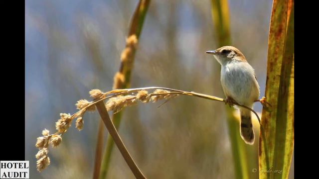 Южная Африка Кейптаун Rondevlei Nature Reserve 1 смотреть онлайн