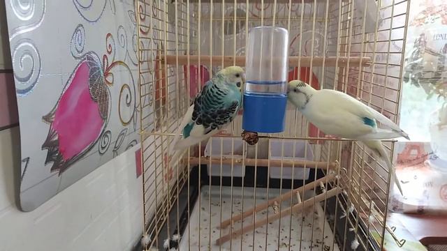 Птички сломались. :) смотреть онлайн