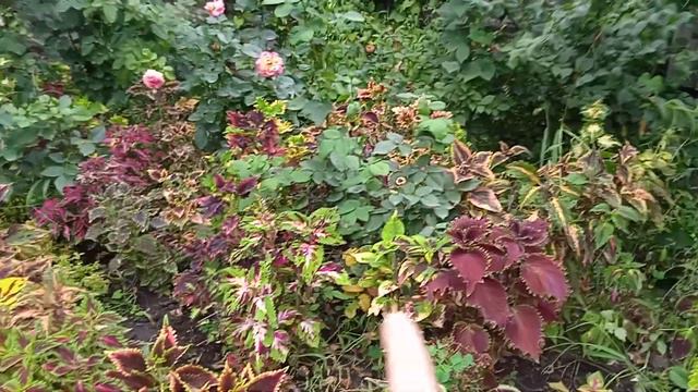 Обзор :колеусы, гейхеры, эуфорбия. 9.08.21. смотреть онлайн