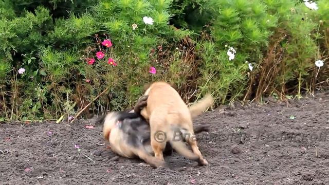 Собачки балуются, играются на земле / Dogs playing on the ground смотреть онлайн