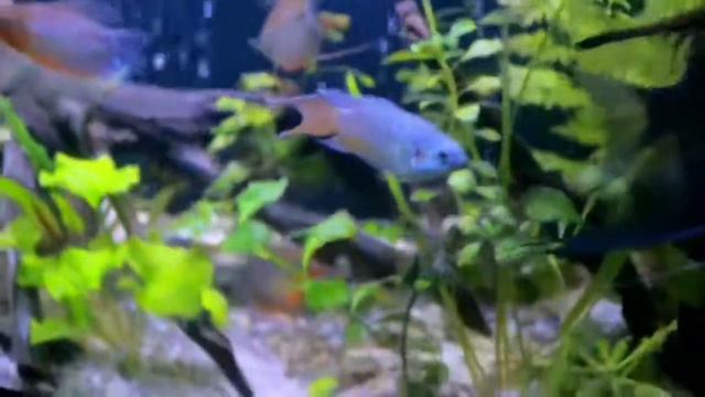 Природный аквариум смотреть онлайн