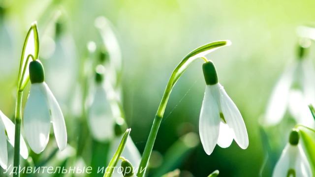 Сын дворничихи притворился миллионером и сделал предложение девушке. А когда наступил день свадьбы… смотреть онлайн