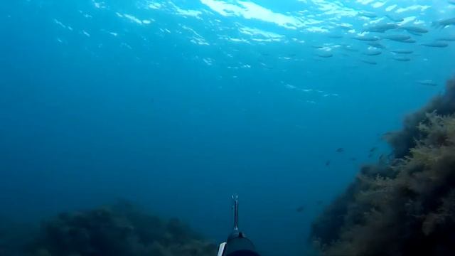 Подводная охота. Утриш. кефаль кефаль кефаль... смотреть онлайн