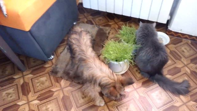 Кнопа и Тимоша "пасутся на лугу" смотреть онлайн