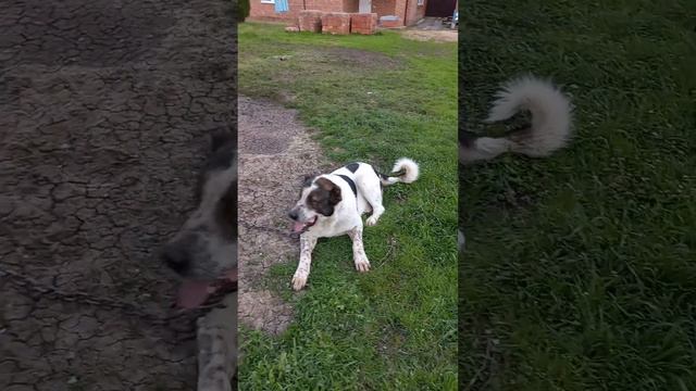 Знакомство с кавказским волкодавом по кличке Мороз.Кавказский волкодав. смотреть онлайн