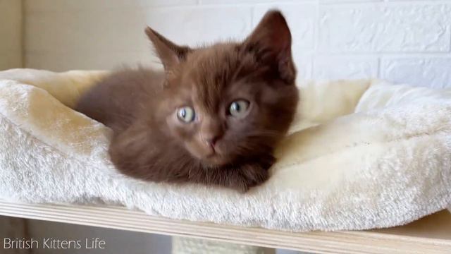 Котёнок говорит | Если тебя кто-нибудь обидит смотреть онлайн