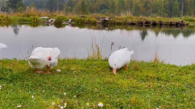 Гуси на пруду /утро в деревне смотреть онлайн