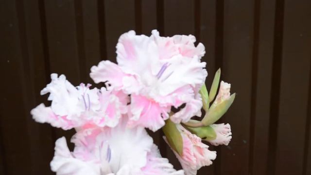 Гладиолусы: фото сорта. Часть 2 смотреть онлайн