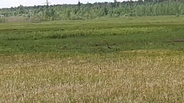 Кулик болотный 18 июня 2021 г. смотреть онлайн