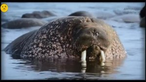 Морж и океан_