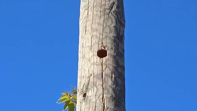 Мухтолово. гнездо дятла смотреть онлайн