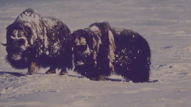America tundra biome 2014 смотреть онлайн