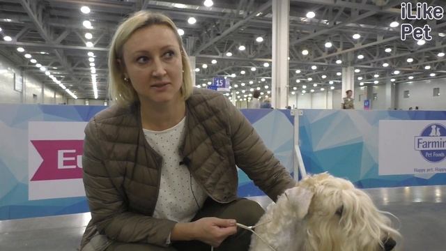 Уход за ирландским терьером смотреть онлайн