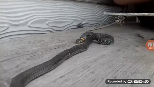 Поучительное видео про ужа смотреть онлайн