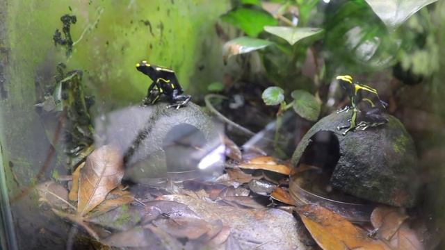 FROG DADDY! Rare Plant Tour & Plant Shopping at FrogDaddy! 1000 Plant Species, Terrariums & Frogs! смотреть онлайн