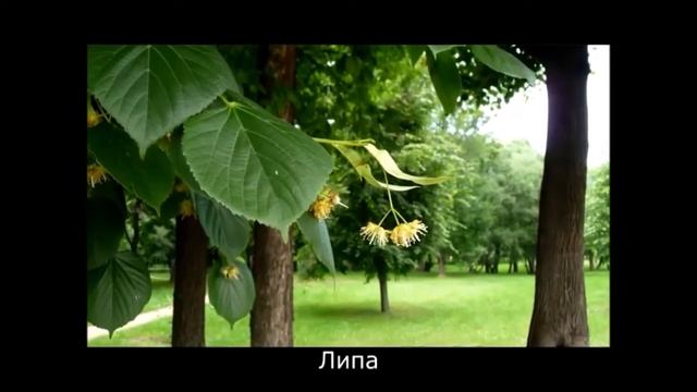 Деревья роль в саду смотреть онлайн