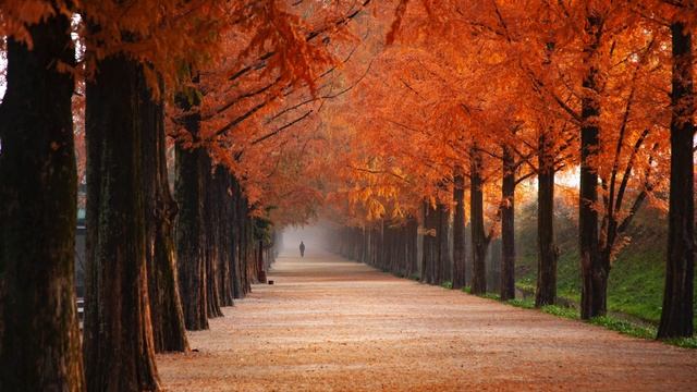 Autumn Splendor: 4K Fall Trees Wallpaper смотреть онлайн