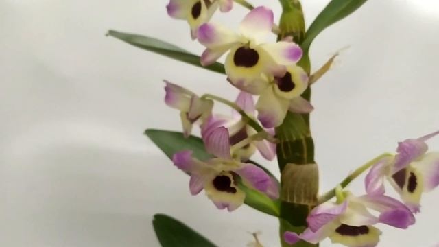 Орхидеи обладают магией, их не бывает много) Завоз 31.08.21(часть 2) Пересылаем по всей Украине смотреть онлайн