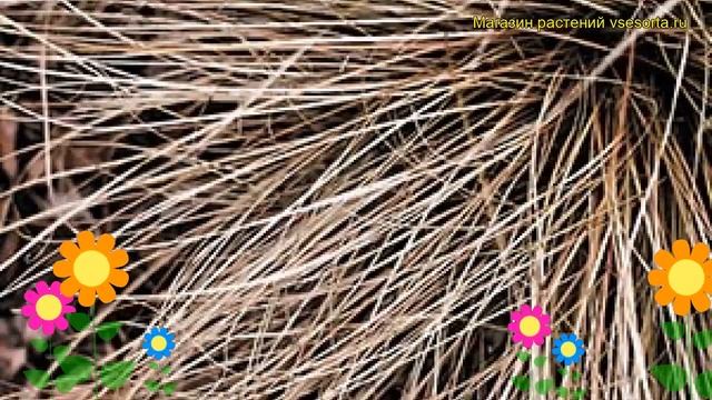 Осока жгутиковая. Краткий обзор, описание характеристик, где купить саженцы carex muskingumensis смотреть онлайн