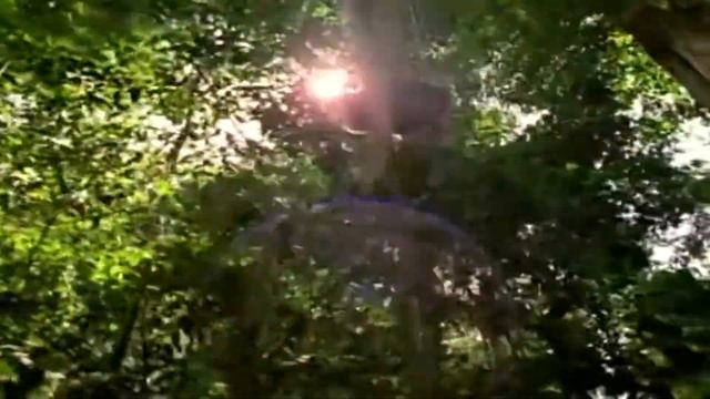 Социальная реклама в защиту лесов смотреть онлайн