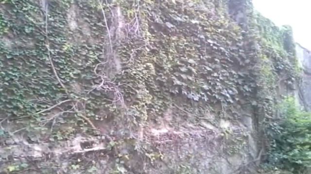 Cement wall of vines.Beautiful vines plants lovely смотреть онлайн