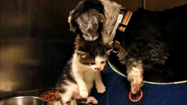 Собака кормила и защищала котенка, которого бросили на дне глубокого оврага смотреть онлайн