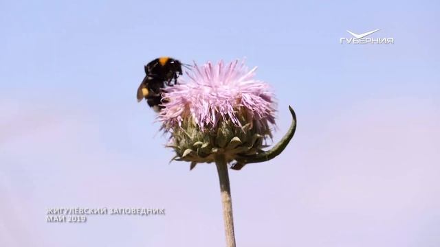 Самара с высоты птичьего полета. Жигулёвский заповедник смотреть онлайн