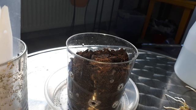 Detașare keiki la orhideea Dendrobium Berry Oda! смотреть онлайн