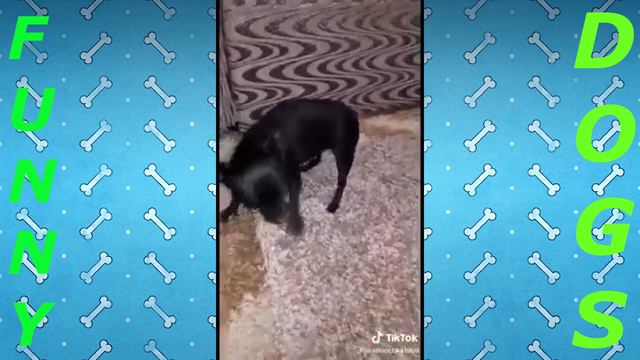 Лучшие приколы 😂 Ржака 😂 Смешные животные 😂 Тест на психику смотреть онлайн