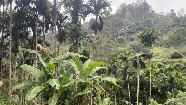 Летим на ШРИ-ЛАНКУ: что нужно знать туристу? ВЫПУСК #1 смотреть онлайн