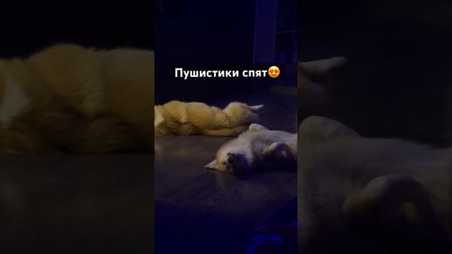 Корги спят? смотреть онлайн