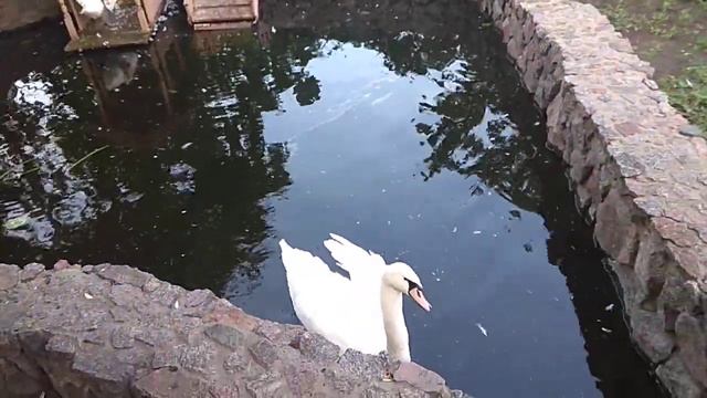 лебединая пара. любовь смотреть онлайн