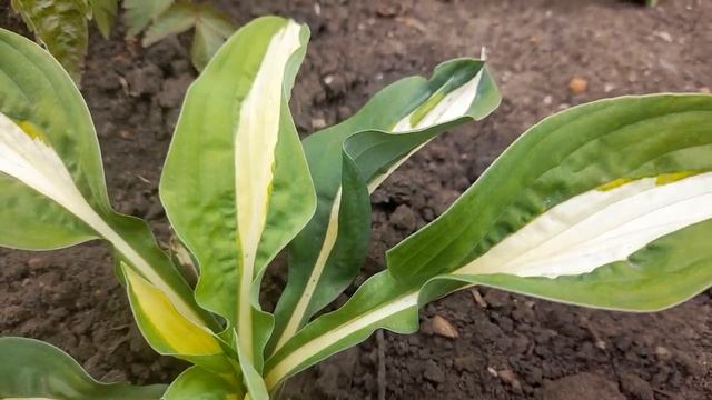 Хоста Риски Бизнесс (М)(лат. Hosta Risky Business).Первогодка в хостарии.2023г. #хостаРискиБизнесс